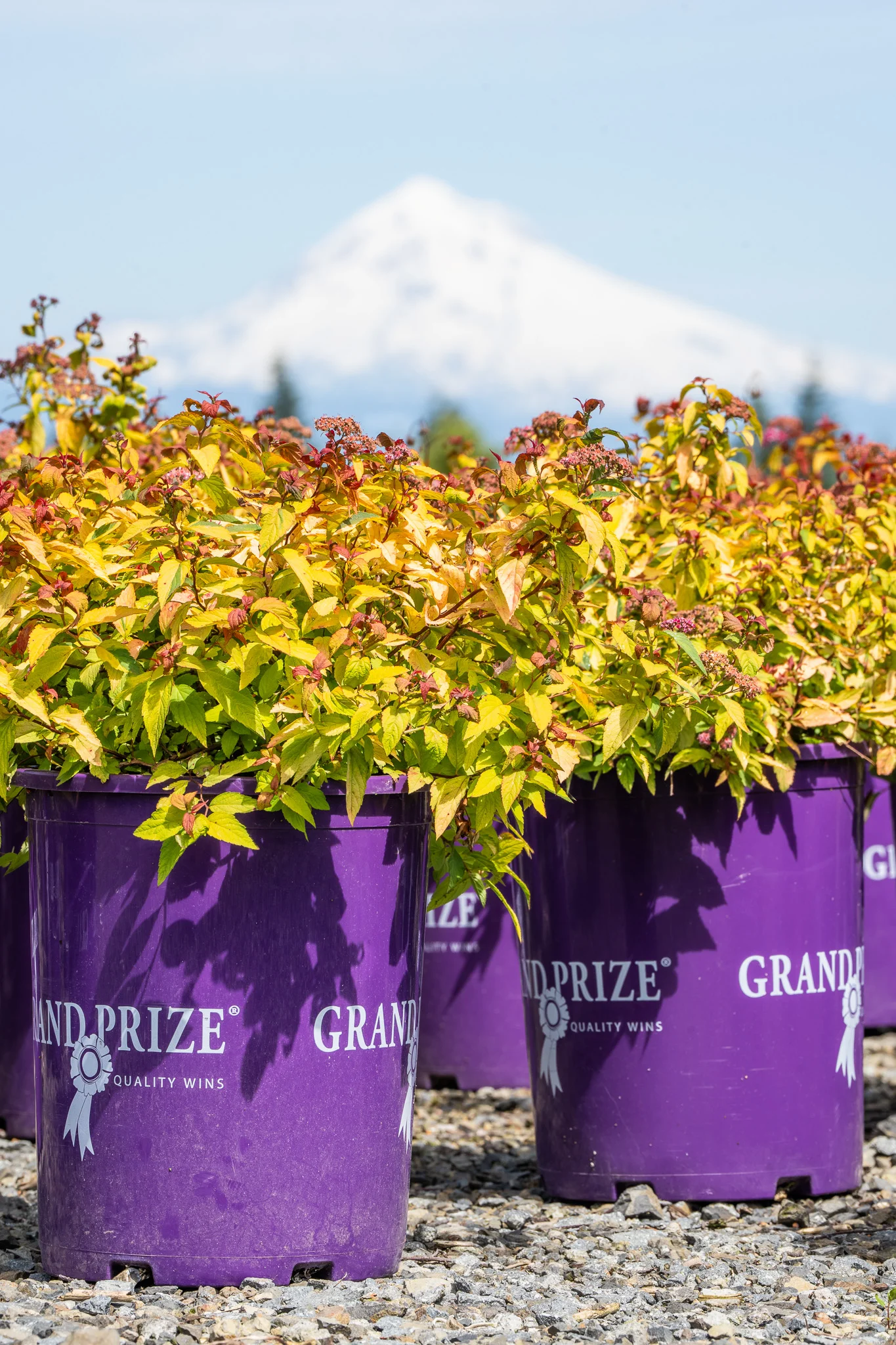 Retail-ready plants tagged and priced